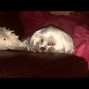 Meet your Posher, Zoey